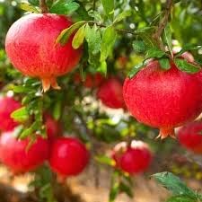 Pomegranate Plant/Anar Tree Sapling (Bedena gach) Healthy pomegranate fruit plant/Live Plant Indoor/Outdoor Home Garden Fruit Plant (Pack of-1plant) A_19