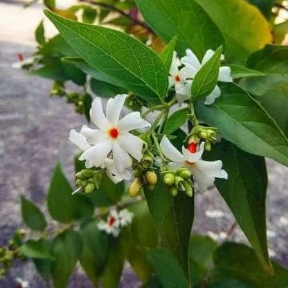 Flowering Parijat/Baromasi Night Queen β Highly Fragrant Harsingar Jasmine Live Plant | 12-Month Blooming Hybrid Night-Flowering Jasmine Tree for Home Garden, Balcony & Indoor Decoration