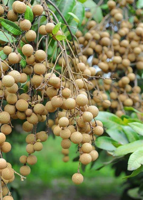 My Dream Garden Live Longan Fruit Plant β Exotic Tropical Fruit Tree for Home Gardening β Fast Growing, Easy to Care, and Ideal for Indoor & Outdoor Spaces