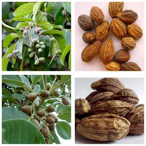 Live Kadukkai Plant – Air Layered | Haritaki | Haritika | Chebulic Myrobalan | Myroblans | Medicinal plant | Ayurvedic herb | Health benefits | Antioxidant | Healing tree | Organic garden plant