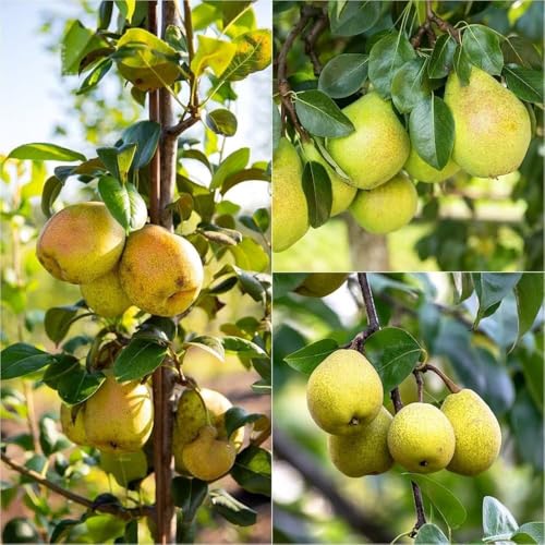 Pear Live Fruit Plant, Fresh Nashpati Tree for Urban Garden (1 Healthy Live Plant)