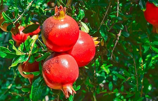 Pomegranate Plant/Anar Tree Sapling (Bedena gach) Healthy pomegranate fruit plant/Live Plant Indoor/Outdoor Home Garden Fruit Plant (Pack of-1plant) A_28