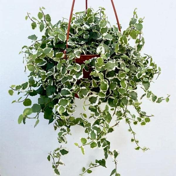 Mphmi NCR Live Plants Ficus Ficus pumila, Creeping fig variegated (Hanging Basket) - Plant