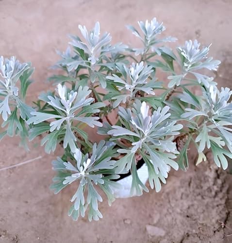 Live Purple Lavender Plant in Black Pot | All Season Fragrant Flowering Tree | Healthy Indoor Outdoor Live Plant for Home Garden & Decoration (LAVENDER PLANT) || GH ||