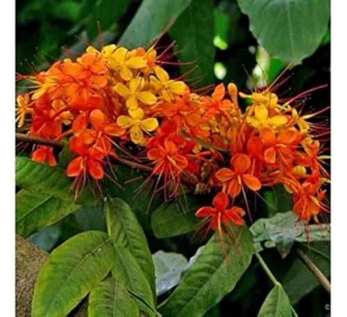 Sita Ashok Plant Ashoka Tree - Plant Garden Live Plant Nursery Indoor Outdoor Living Plant Pack of 1