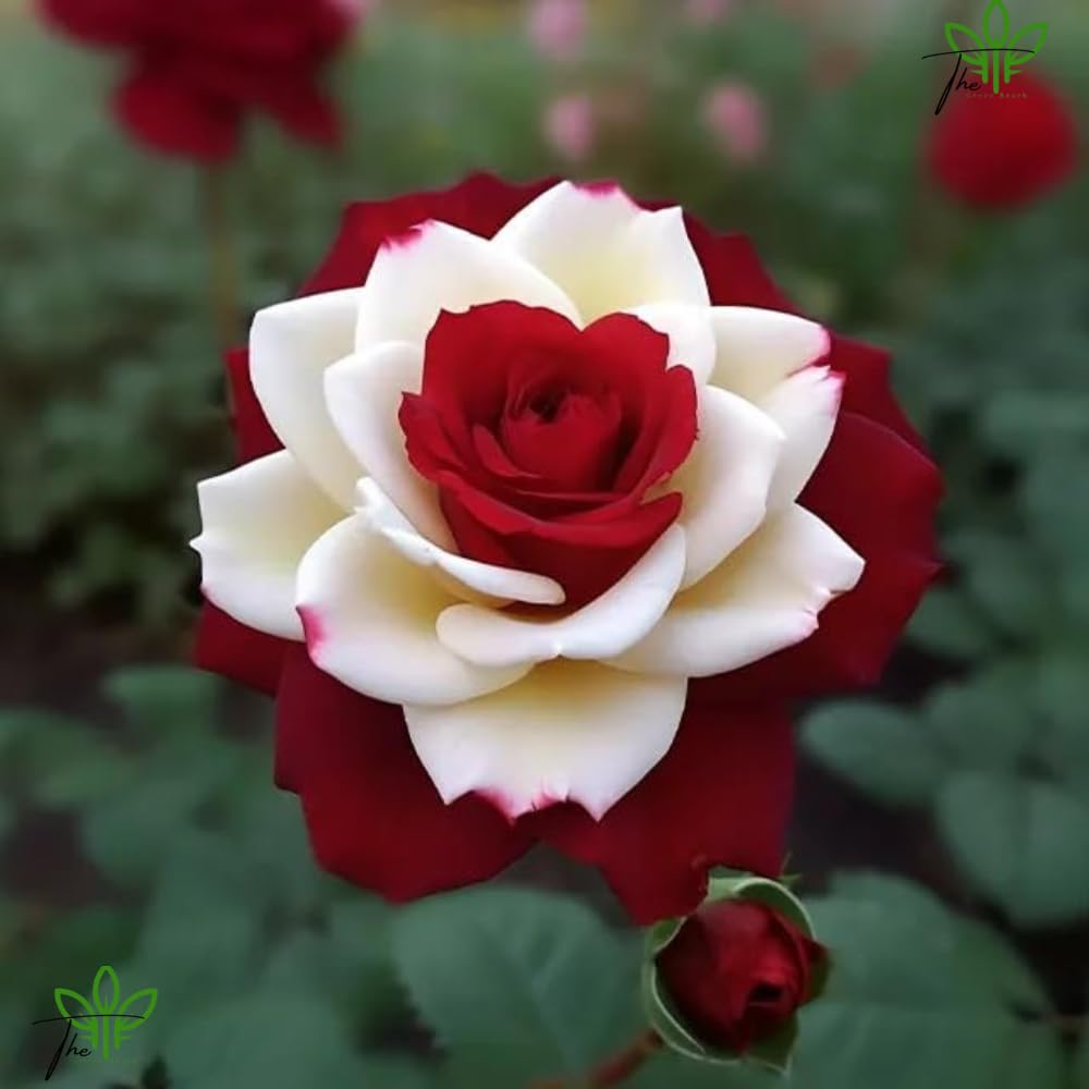 The Green Beach Live Multi Colour Rose Tree Plant original (1 live plant) Hybrid All Time HOT CILMATE Sweet Colour Rose Gullab Flower Tree Plant Home Garden Live Plant