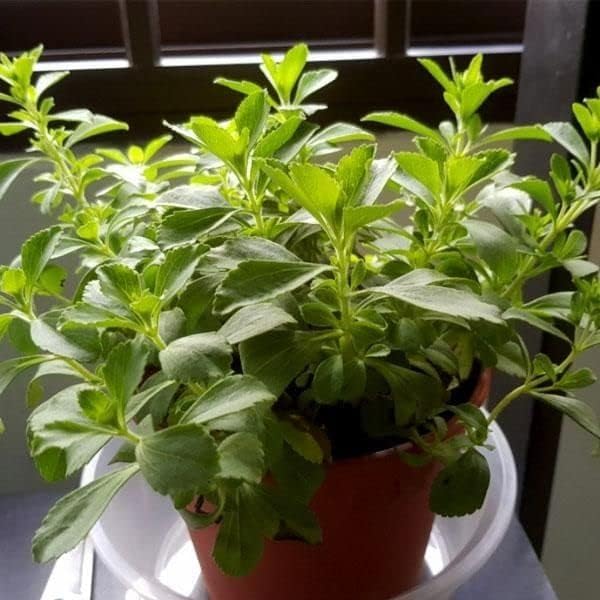 Stevia Live Plant For Home Garden | Healthy Live Plant | Stevia tree hybrid medicinal plant (Pack of 1)