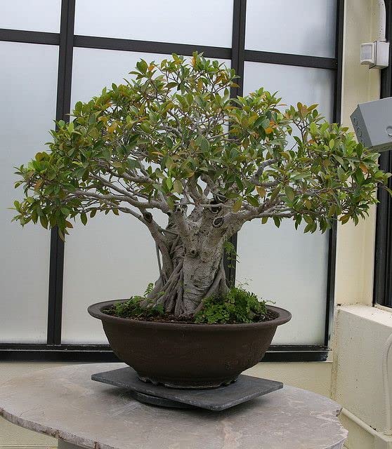 Mphmi Live Plant Nursery NCR Plants Ficus microcarpa Bonsai - Fig, Chinese Banyan Plant Garden Live Plant Nursery Indoor Outdoor Living Plants