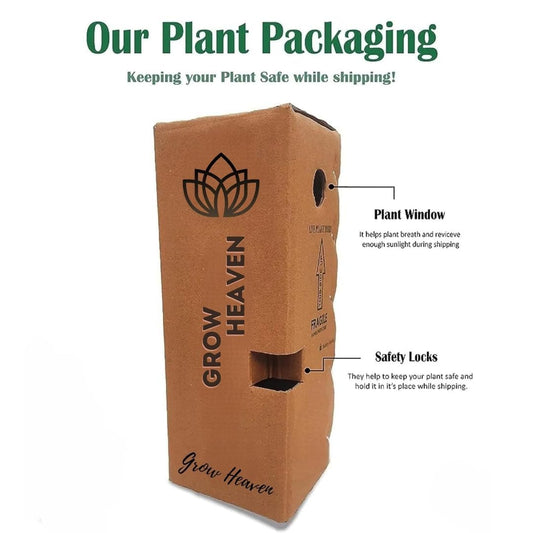 Beautiful Grafted Colourful Multi Bougainvillea Flower Dwarf Bonsai Plant Tree 4-5 colour || For Home Garden Outdoor & Indoor (Bougainvillea)