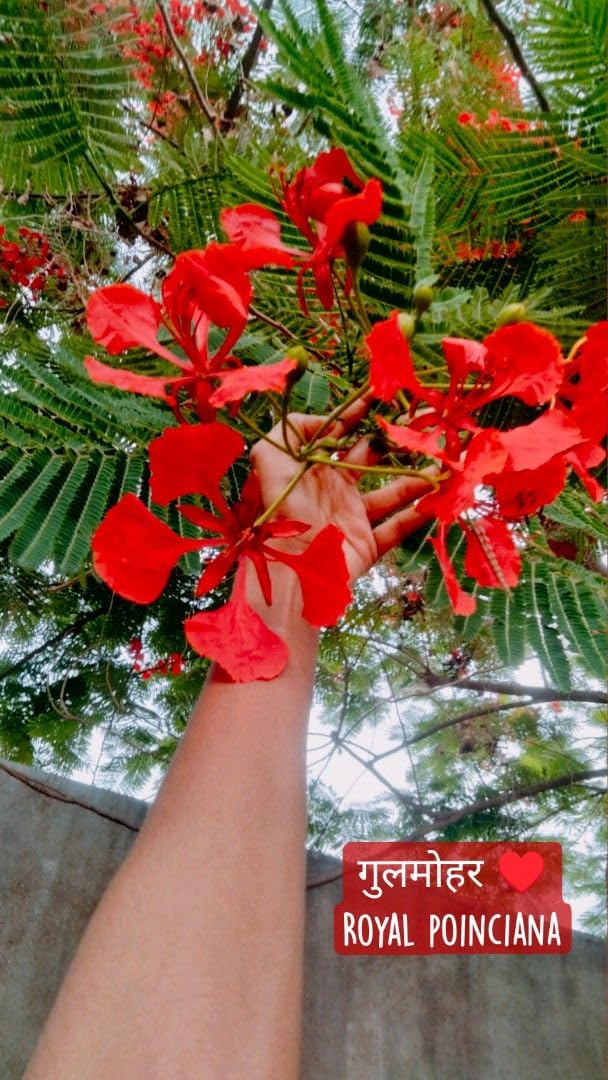 Greenery Nursery Outdoor Live Plant Gulmohar Orange-Red Petals Street Tree Garden Plant For Home and Graden Royal poinciana plant (Pack Of 1)