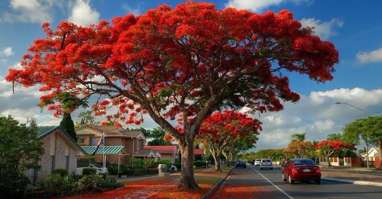 Garden Basket Hubb Red Gulmohar | Home Decor Garden Indoor/Outdoor Plants | Ornamental Tree Seeds | Avenue | Gulmohar,Delonix Regia,Royal Poinciana,Flamboyant,Flame Tree Seed, (75 Seeds)