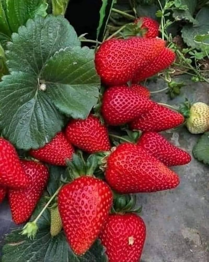 Nature Friendly Strawberry Plant For Home Garden Indoor Outdoor Hybrid Fruit Plant (Pack Of 1 With Pot) Zp_ 2