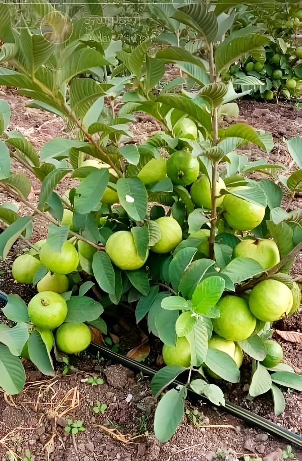 YOTOVA XC High Yield Hybrid All Seasons Guava Fruit Tree Live Plant for Home Kitchen Terrace Garden Amrood Ka Podha Amrud Phal Ka Paudha Outdoor