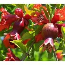 Pomegranate Plant/Anar Tree Sapling (Bedena gach) Healthy pomegranate fruit plant/Live Plant Indoor/Outdoor Home Garden Fruit Plant (Pack of-1plant) A_28