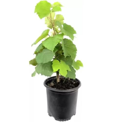 Mstrades Grapes Plant Green Angoor Ka Podha Outdoor Fruit & Fruits Tree Healthy Hybrid Live Frout Plant For Home Garden Angoor Sweet Fruit Plant Pack Of 1