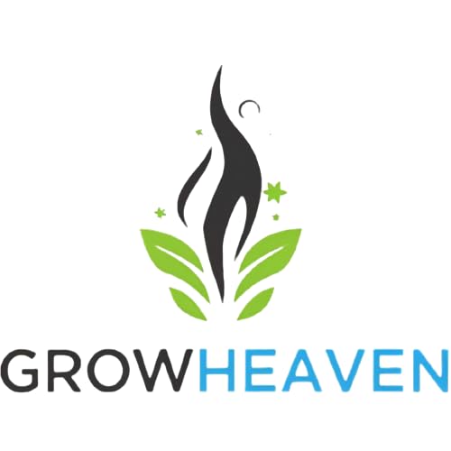 Live Wonderful All Season Purple Lavender Flower Tree Healthy Live Plant For Home Garden Outdoor Indoor plant With Black Plastic Pot