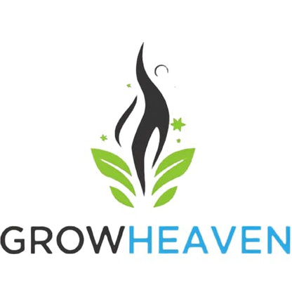 Live Wonderful All Season Purple Lavender Flower Tree Healthy Live Plant For Home Garden Outdoor Indoor plant With Black Plastic Pot