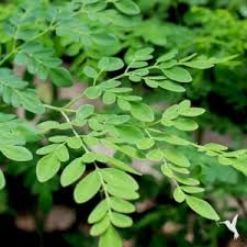 HOPLANT Live Sajana Plant | Moringa Drumstick Vegetable (Sahjan Plant) for Home Garden | Fast-Growing Edible Herbal Tree Plant | Easy Grow Organic Moringa Oleifera Live Plants with Pot