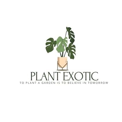 Flowering Parijat/Baromasi Night Queen – Highly Fragrant Harsingar Jasmine Live Plant | 12-Month Blooming Hybrid Night-Flowering Jasmine Tree for Home Garden, Balcony & Indoor Decoration