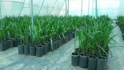 ARABIAN KHAJUR/DATE PALM TISSUE CULTURE TREE LIVE GARDEN PLANT