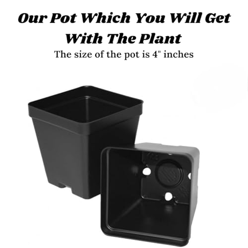 Live Purple Lavender Plant in Black Pot | All Season Fragrant Flowering Tree | Healthy Indoor Outdoor Live Plant for Home Garden & Decoration (LAVENDER PLANT) || GH ||