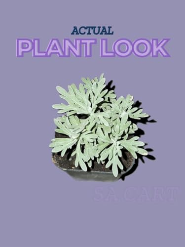 Live Purple Lavender Plant in Black Pot | All Season Fragrant Flowering Tree | Healthy Indoor Outdoor Live Plant for Home Garden & Decoration (LAVENDER PLANT) || GH ||
