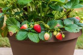 Nature Friendly Strawberry Plant For Home Garden Indoor Outdoor Hybrid Fruit Plant (Pack Of 1 With Pot) Zp_ 2