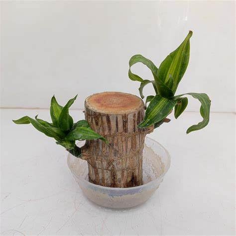 My Dream Garden Brazilian Lucky Wood Plant – Feng Shui Indoor Tree for Good Fortune and Positive Energy