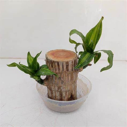 My Dream Garden Brazilian Lucky Wood Plant – Feng Shui Indoor Tree for Good Fortune and Positive Energy