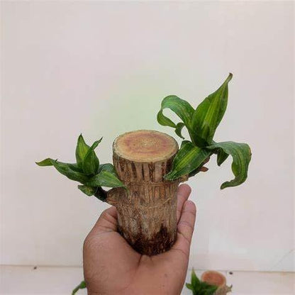 My Dream Garden Brazilian Lucky Wood Plant – Feng Shui Indoor Tree for Good Fortune and Positive Energy