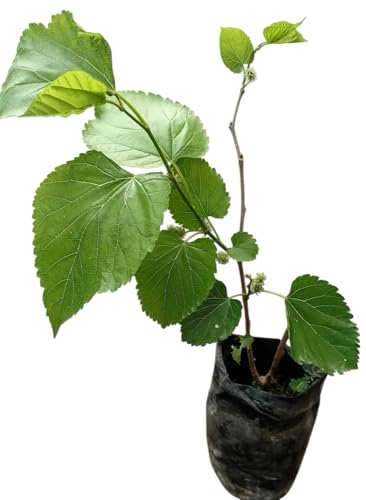 APC Real Live Sahtut/Mulberry Fruit Plant with Pot | Healthy Live Fruit Bearing Plant for Home & Garden | Easy to Grow Indoor Outdoor Plant | Pack of 1 Green Mulberry Tree