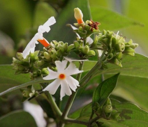 Flowering Parijat/Baromasi Night Queen – Highly Fragrant Harsingar Jasmine Live Plant | 12-Month Blooming Hybrid Night-Flowering Jasmine Tree for Home Garden, Balcony & Indoor Decoration