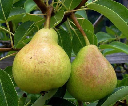 Pear Live Fruit Plant, Fresh Nashpati Tree for Urban Garden (1 Healthy Live Plant)