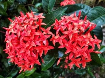 Sita Ashok Plant Ashoka Tree - Plant Garden Live Plant Nursery Indoor Outdoor Living Plant Pack of 1