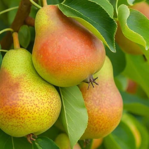 Pear Live Fruit Plant, Fresh Nashpati Tree for Urban Garden (1 Healthy Live Plant)