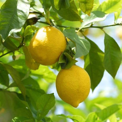 Mstrades Live Yellow Lime Plant | Grafted Citrus Fruit Plant for Home Garden & Outdoor | Healthy Fresh Lemon Tree in Grow Bag | Low Maintenance, Fast Growing With Plastic Pot