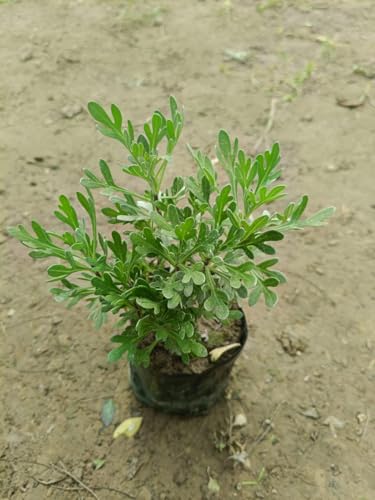 Live Purple Lavender Plant in Black Pot | All Season Fragrant Flowering Tree | Healthy Indoor Outdoor Live Plant for Home Garden & Decoration (LAVENDER PLANT) || GH ||