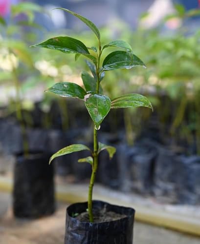 Cinnamon (Dalchini) Live Tree – Spice Plant for Kitchen Gardens | 1 Healthy Live Plant