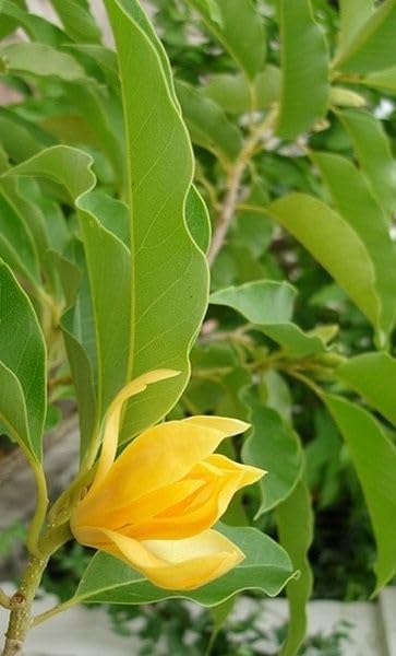 Golden Swarna Champa Plant || Fragrant & Evergreen Flowering Tree for Home, Balcony & Outdoor Garden || Fast-Growing & Low Maintenance (pack of 1)