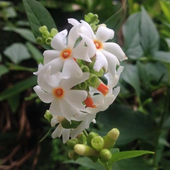 Flowering Parijat/Baromasi Night Queen – Highly Fragrant Harsingar Jasmine Live Plant | 12-Month Blooming Hybrid Night-Flowering Jasmine Tree for Home Garden, Balcony & Indoor Decoration