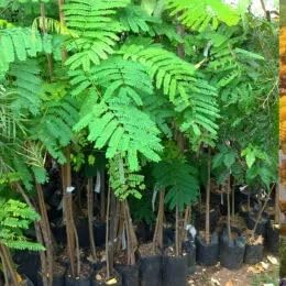 Greenery Nursery Outdoor Live Plant Gulmohar Orange-Red Petals Street Tree Garden Plant For Home and Graden Royal poinciana plant (Pack Of 1)