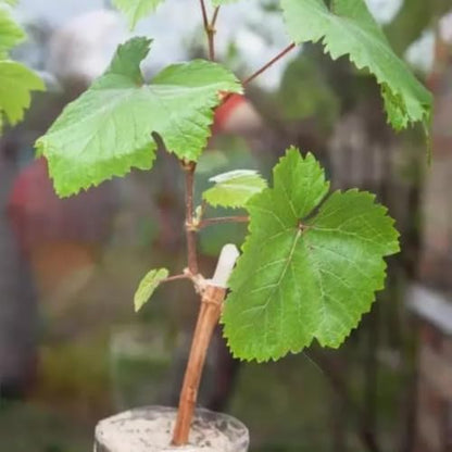 Mstrades Grapes Plant Green Angoor Ka Podha Outdoor Fruit & Fruits Tree Healthy Hybrid Live Frout Plant For Home Garden Angoor Sweet Fruit Plant Pack Of 1