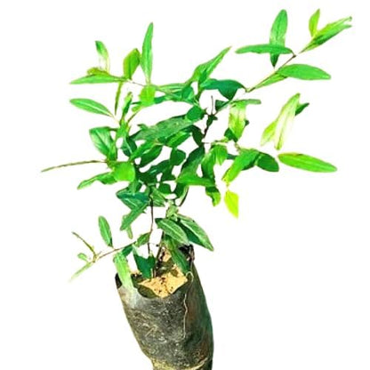 Pomegranate Plant/Anar Tree Sapling (Bedena gach) Healthy pomegranate fruit plant/Live Plant Indoor/Outdoor Home Garden Fruit Plant (Pack of-1plant) A_19