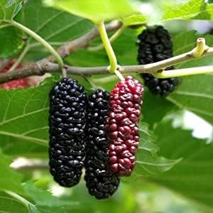 PLANT EXOTIC |Black Mulberry/Shahtoot Plant Bearing Fresh&Healthy |Must-Have Sweet Layering/Grafted For Gardeners |Live Hybrid Plant | All Season Rare Tropical Tasty Fruit Tree