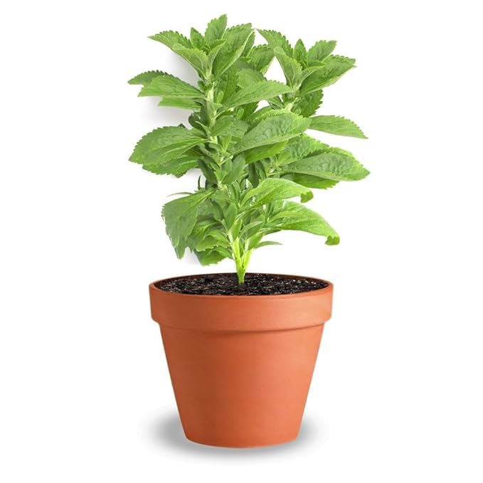 Stevia Live Plant For Home Garden | Healthy Live Plant | Stevia tree hybrid medicinal plant (Pack of 1)