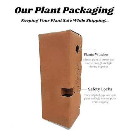 Live Purple Lavender Plant in Black Pot | All Season Fragrant Flowering Tree | Healthy Indoor Outdoor Live Plant for Home Garden & Decoration (LAVENDER PLANT) || GH ||