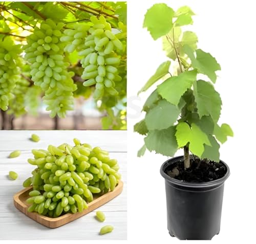Mstrades Grapes Plant Green Angoor Ka Podha Outdoor Fruit & Fruits Tree Healthy Hybrid Live Frout Plant For Home Garden Angoor Sweet Fruit Plant Pack Of 1