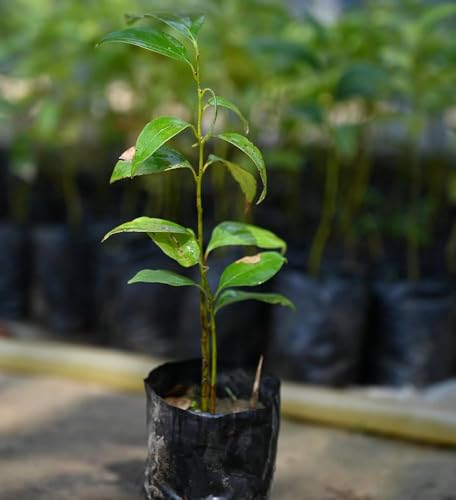 Cinnamon (Dalchini) Live Tree – Spice Plant for Kitchen Gardens | 1 Healthy Live Plant