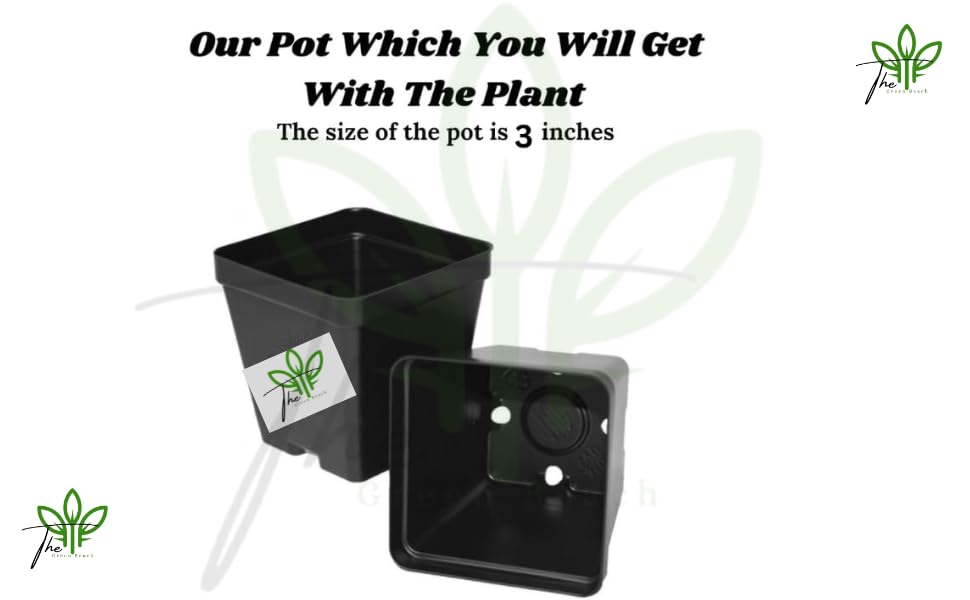 The Green Beach Live Multi Colour Rose Tree Plant original (1 live plant) Hybrid All Time HOT CILMATE Sweet Colour Rose Gullab Flower Tree Plant Home Garden Live Plant