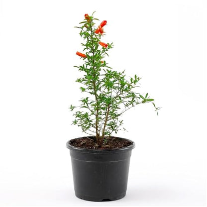 Pomegranate Plant/Anar Tree Sapling (Bedena gach) Healthy pomegranate fruit plant/Live Plant Indoor/Outdoor Home Garden Fruit Plant (Pack of-1plant) A_17